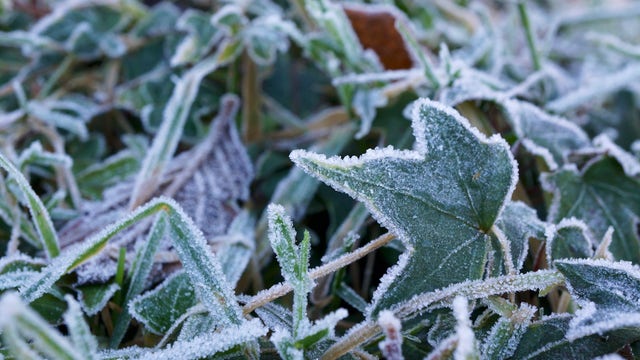 Central Florida farmers protect crops as prolonged freeze threatens region