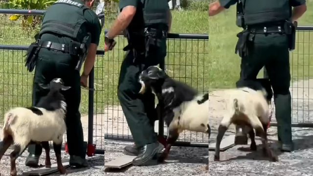 Florida deputy hilariously tries to corral a persistent goat, but it doesn't go as planned: WATCH