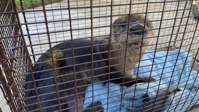 Florida man attacked by rabid river otter while feeding ducks, officials say