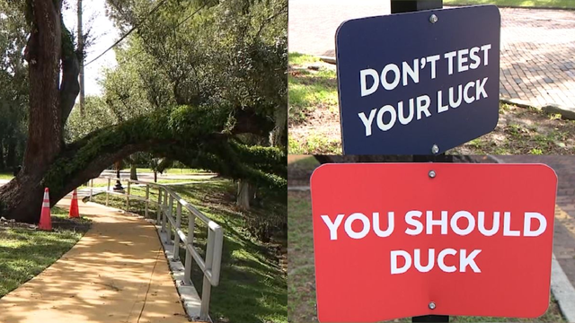 Famous low-hanging tree in Orlando neighborhood now sports hilarious warning poem