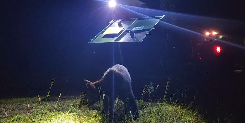 VIDEO: Black bear spotted at Disney World's Magic Kingdom released into Florida national forest