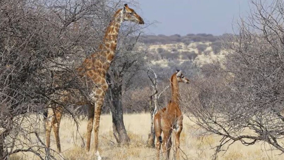 Rare-giraffe-in-Africa-IV.jpg