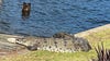 Florida 'Crocodile Whisperer' uses controversial method to fight nuisance reptiles