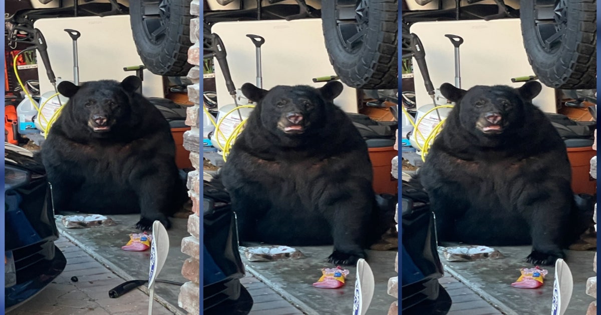 WOFL-bear.jpg?ve=1&tl=1