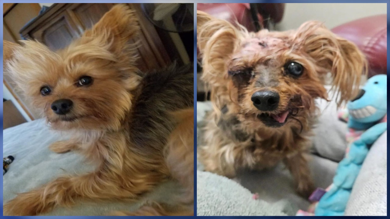 Small Yorkie recovering after he was almost mauled to death by other dogs