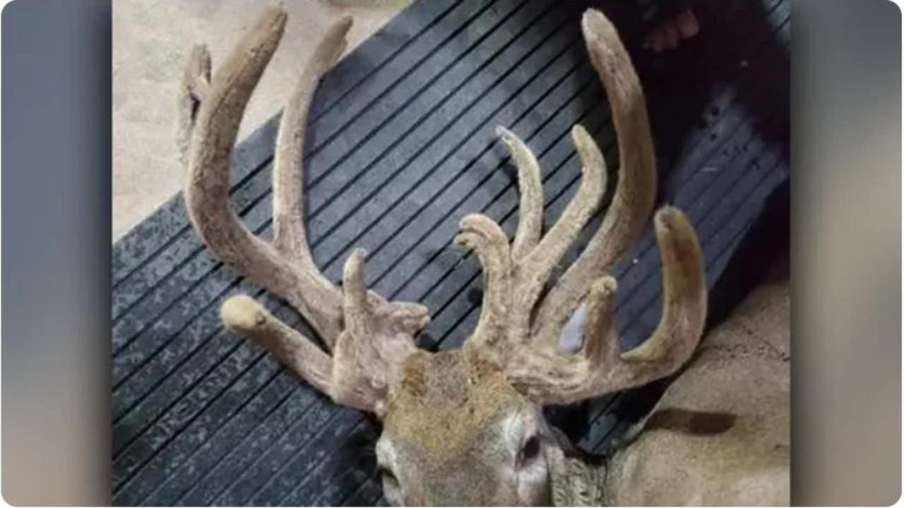 18-point doe stuns Missouri bow hunter after he bags possible record-setting deer - Vimarsana News