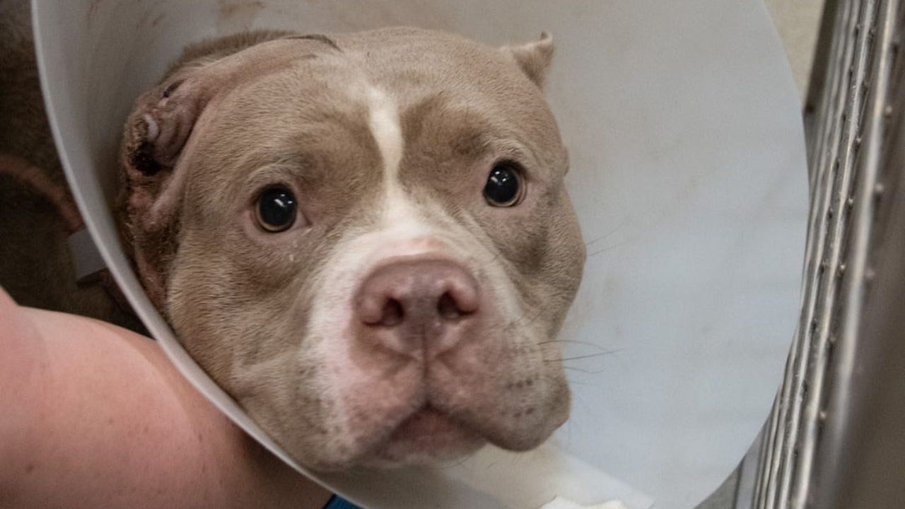 Nevada dog shot in chest makes remarkable recovery Nevada dog shot in chest makes remarkable recovery