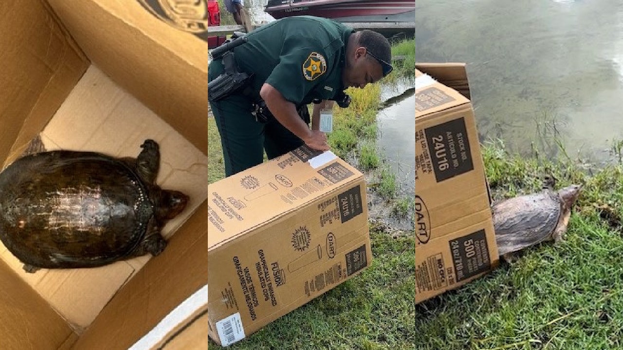 Florida deputies stop 'jaywalker' crossing the street near Publix. But it's not what you think - Vimarsana News
