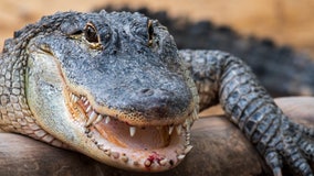 Orlando resident caught keeping wild alligator in their garage: FWC