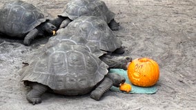 Disney's Giant Galapagos tortoises enjoy special Halloween treat