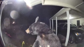 'Glad she can't open doors': Bear's Ring camera close up awakens Florida woman in the middle of the night