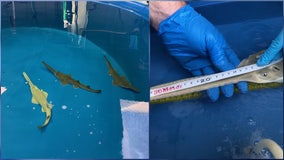 SeaWorld Orlando announces historic birth of 3 smalltooth sawfish pups