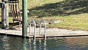 Wildlife officials capture crocodile in Brevard County