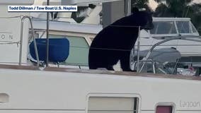 Florida Black bear chills aboard luxury yacht in Naples: must-watch video