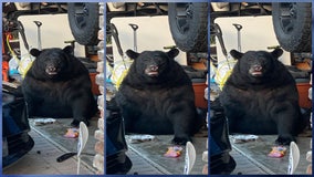 Giant, beefy bear caught on camera taking a lunch break inside a Sanford garage