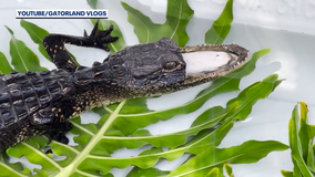 Alligator missing upper jaw continues to improve while under care of Gatorland staff