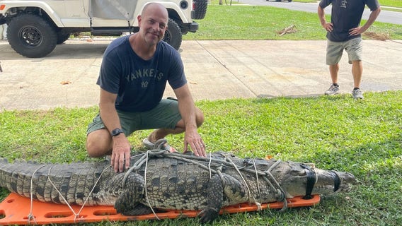 'Totally bummed': Neighbors torn over crocodile relocation after months of sightings on the Space Coast