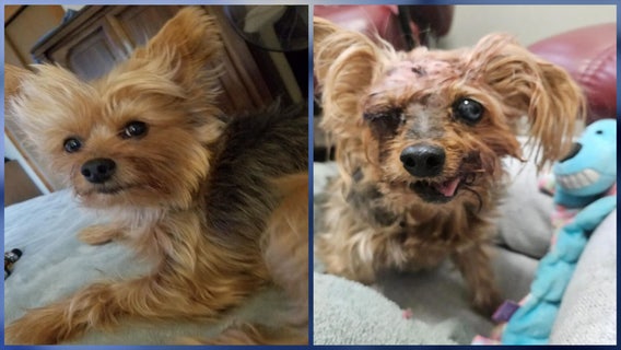 'He's traumatized': Small Yorkie recovering after he was almost mauled to death by other dogs in Melbourne