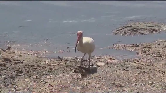 Dangerous 'forever chemicals' hiding in water, soil could be harming Brevard County resident's health