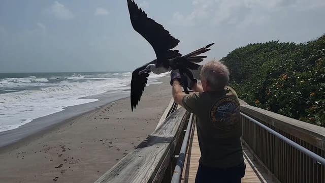 Large bird that crashed into ocean off Florida coast rescued: 'An incredible sight'