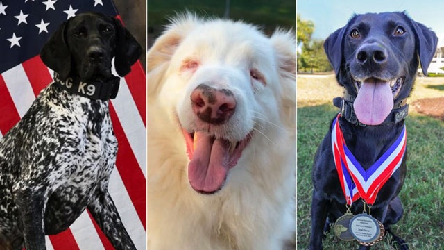 American Humane Hero Dog Awards 2023 announces ‘top dog’ finalists ahead of Veterans Day ceremony