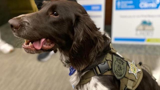 Beloved Florida sheriff's deputy K-9 killed in crash