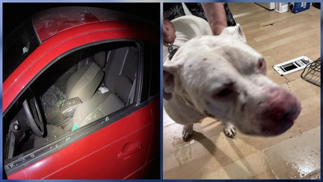 Florida woman's loyal dog stabbed while boyfriend attacked her: Deputies