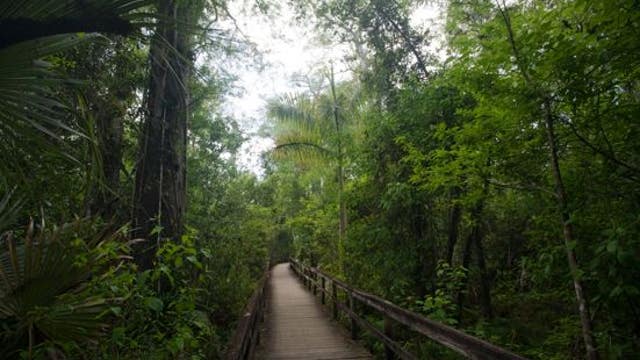 This native Florida bird is now declared extinct