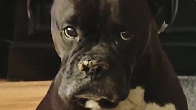 Reading the fine print: Why a family still had to pay for a wellness plan after their dog died