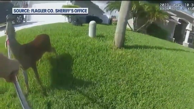 'Very violent': Florida man's pet deer euthanized after it sends neighbor to the ER