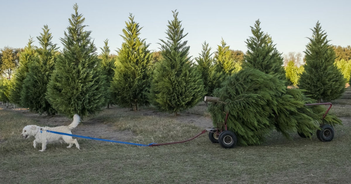 You can cut down your own Christmas tree at some national forests ...