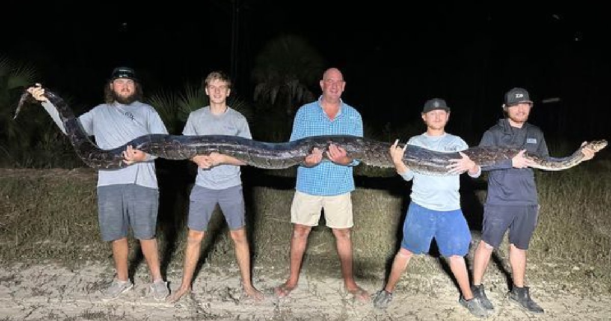 215 Lb Python Florida’s second-heaviest Burmese python taken down in ‘surreal’ battle ...