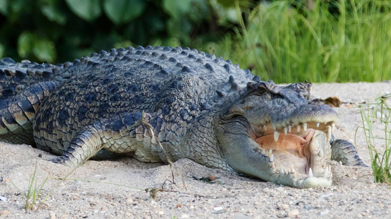 Australian man says he survived crocodile attack by biting back - Vimarsana News