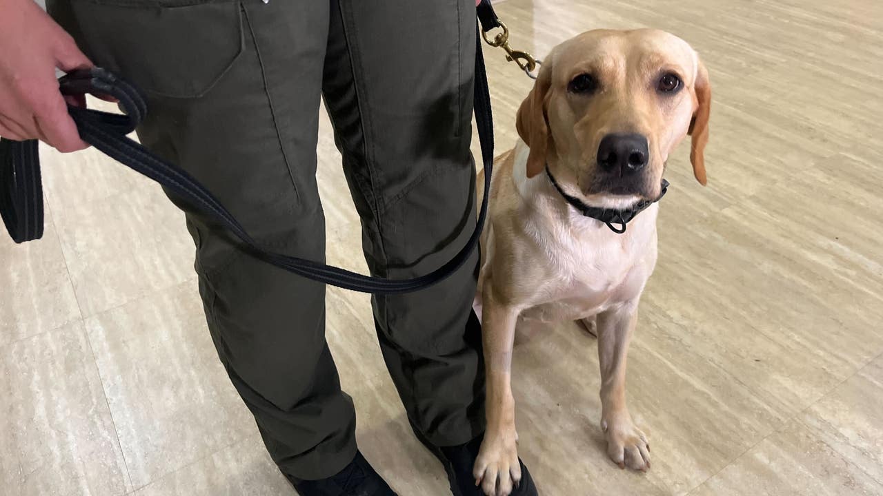 elf bar vape uk Drug Sniffing Dogs: What Can They Smell? main image 1