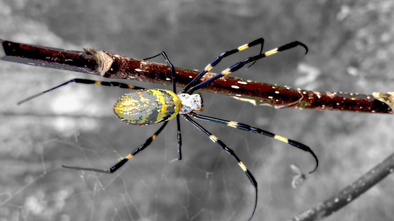 Large, invasive Joro spiders expected to spread to Florida, researchers say