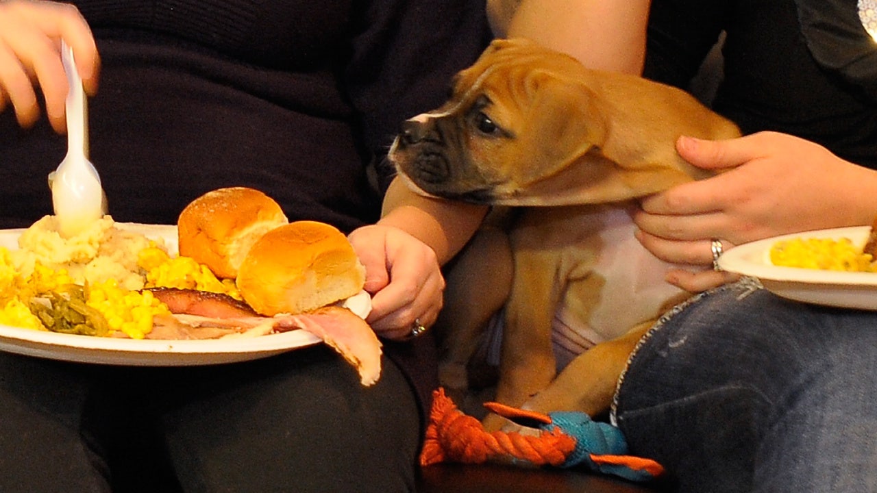 Thanksgiving Foods Your Dog Can and Can't Eat