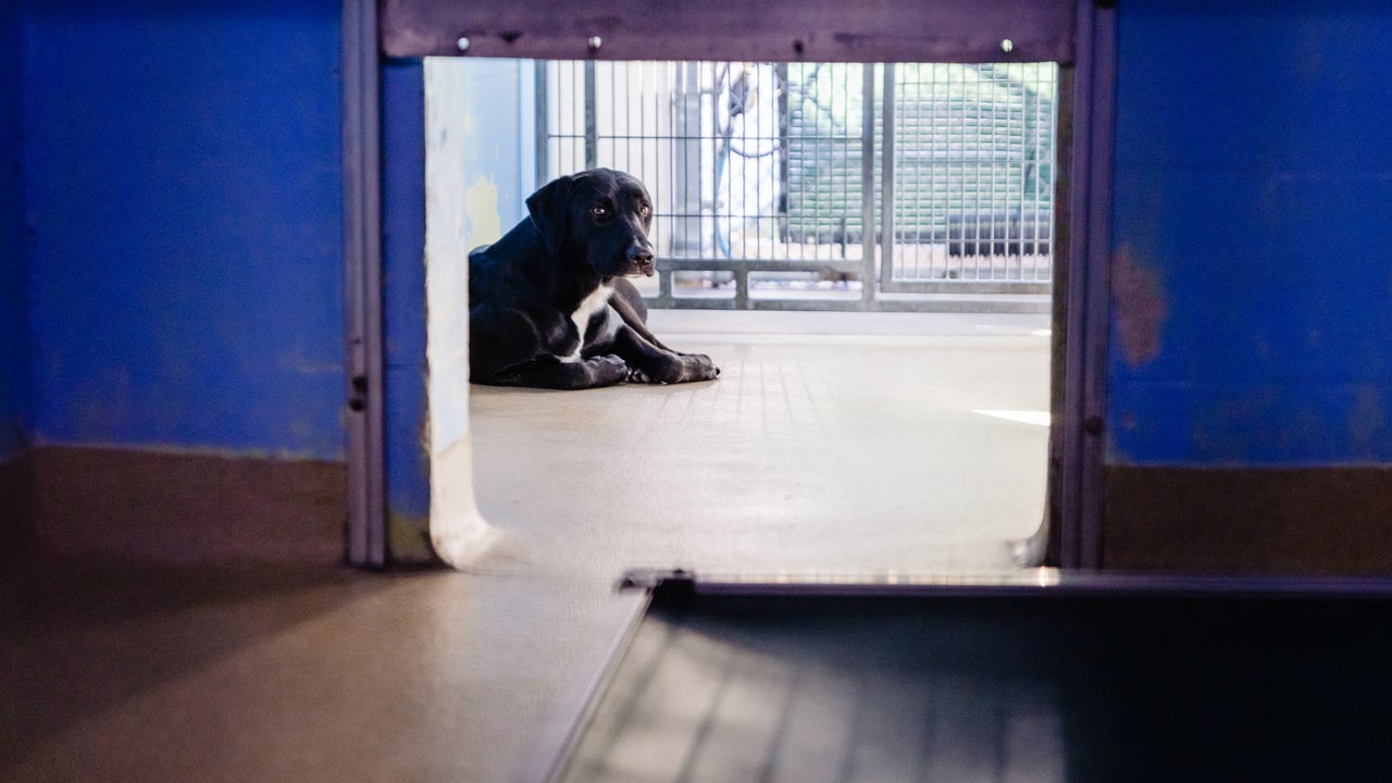 Central Florida animal shelter takes in nearly 200 dogs in a week, pleads for residents to adopt, foster