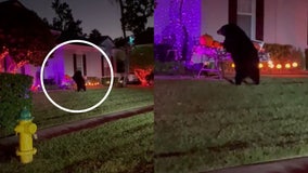 Black bear in Florida goes Halloween trick-or-treating through neighborhood