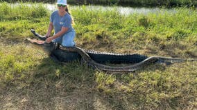 'We were pumped!': Alligator trappers find, kill 12-foot python in Central Florida