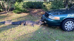 Viral photo of alligator chomping into Florida deputy's patrol car resurfaces over 12 years later