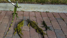 Central Florida temps will plummet into 40s this week, but is it cold enough for falling iguanas?