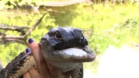 'Jawlene' update: Florida alligator with missing jaw 'getting stronger every day,' care team says