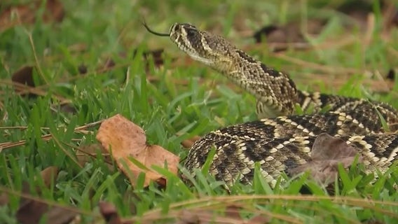 Florida boy finds venomous snake in Wekiwa Springs yard: 'Thought it was a stuffed animal'