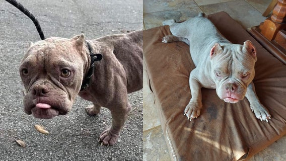 'She's just incredible': Starving, stray dog recovering at Florida shelter after being rescued from death bed