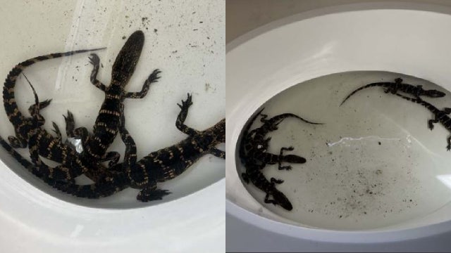 Florida man busted with 5 alligators in his bathtub that he caught at nearby pond, FWC says