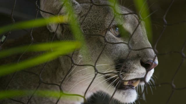 2 Florida panthers killed, struck by vehicles in 48 hours, officials say