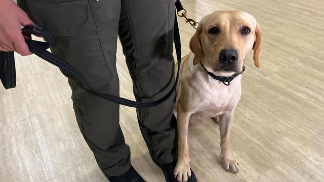 Vape-detecting K-9 coming to Florida school district to sniff out THC, nicotine, other drugs