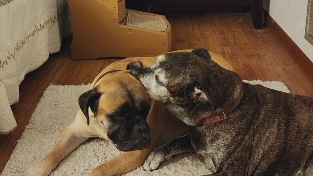 Florida veteran loses service dogs, house to accidental fire days ahead of Veterans Day