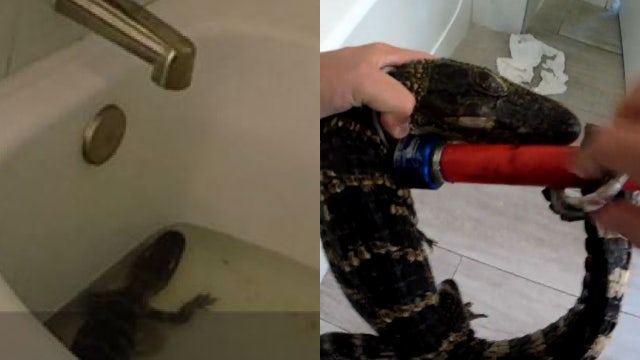 Florida woman 'borrowed' alligator from previous job for hotel birthday photoshoot, kept it in bathtub: FWC