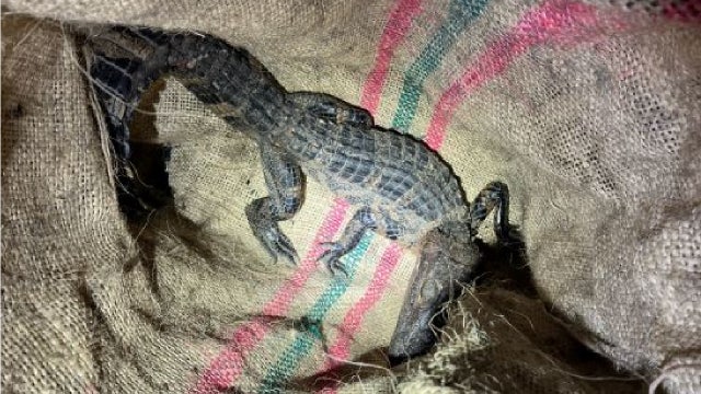 Florida man pulled over with live alligator hidden in trunk, FWC says